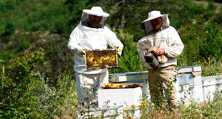 ARICILIK ÇALIŞTAYI DÜZENLENECEK