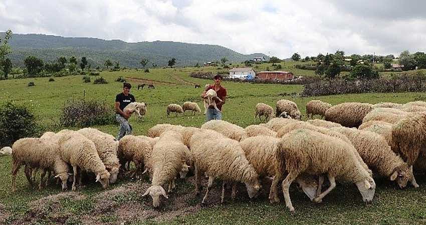 ÇOBANLIK KURSU DÜZENLENECEK