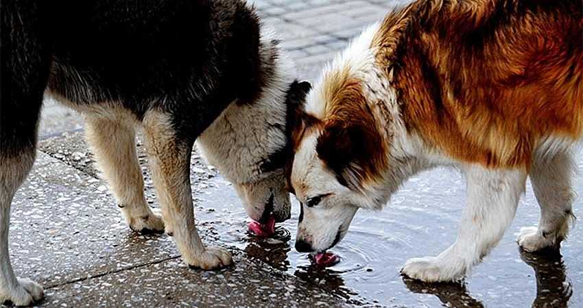 TEHLİKELİ HAYVANLAR İÇİN 81 İLE GENELGE GÖNDERİLDİ