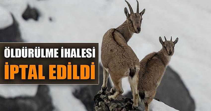 Dağ keçilerini öldürülme ihalesi iptal edildi