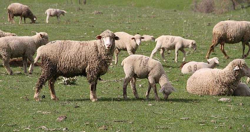 BESİCİLERE 11.8 MİLYON LİRALIK DESTEK