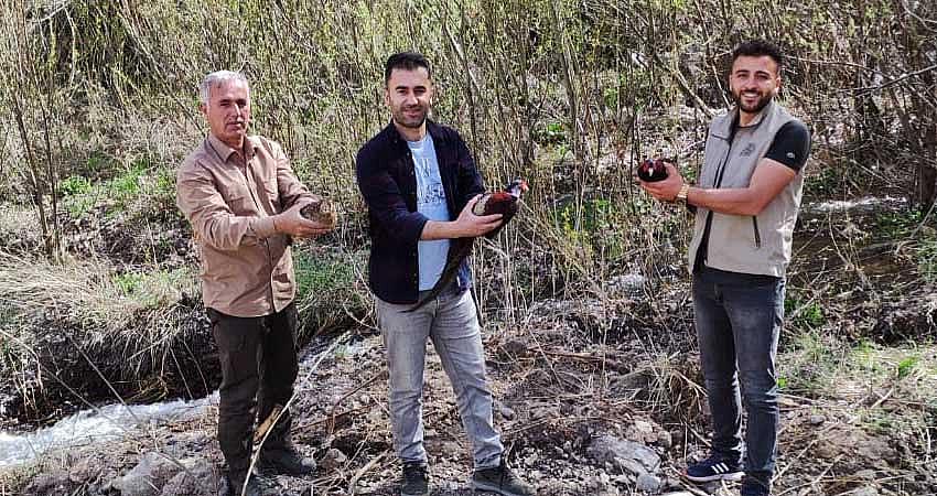 KEKLİKLER DOĞAYA BIRAKILDI