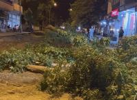 Ağaç Katliamları Sürüyor