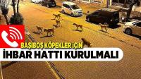 Genç’te Başıboş Köpekler Tedirgin Ediyor