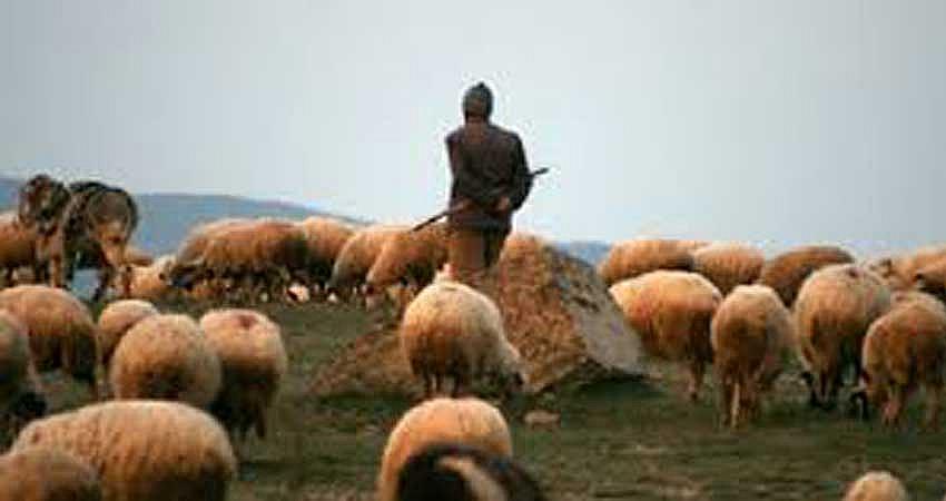 ÇOBANLIK KURSU DÜZENLENECEK