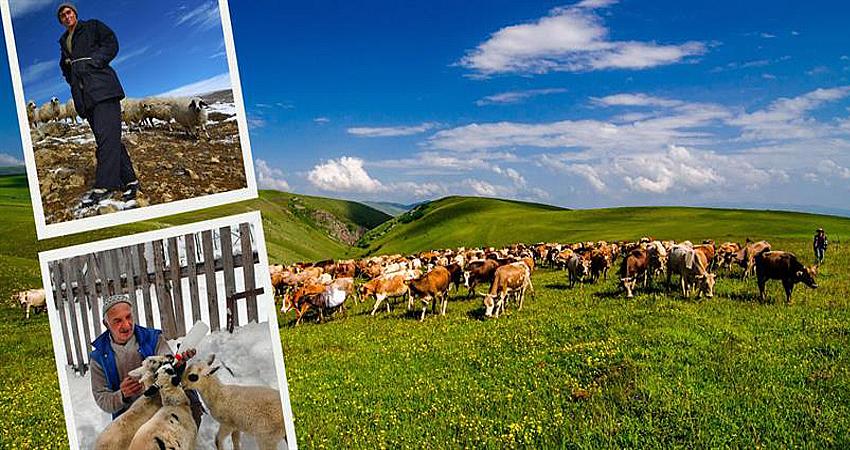 SERTİFİKALI ÇOBAN SAYISI 47 BİNİ AŞTI