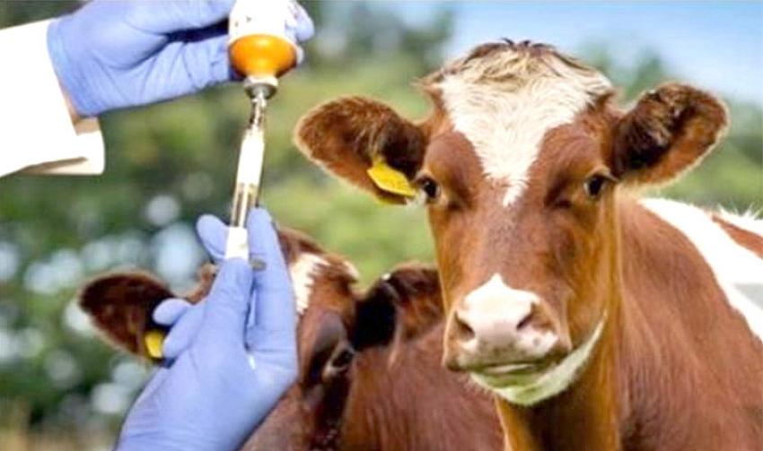 TARIM İL MÜDÜRLÜĞÜNDEN “ŞAP HASTALIĞI” DUYURUSU