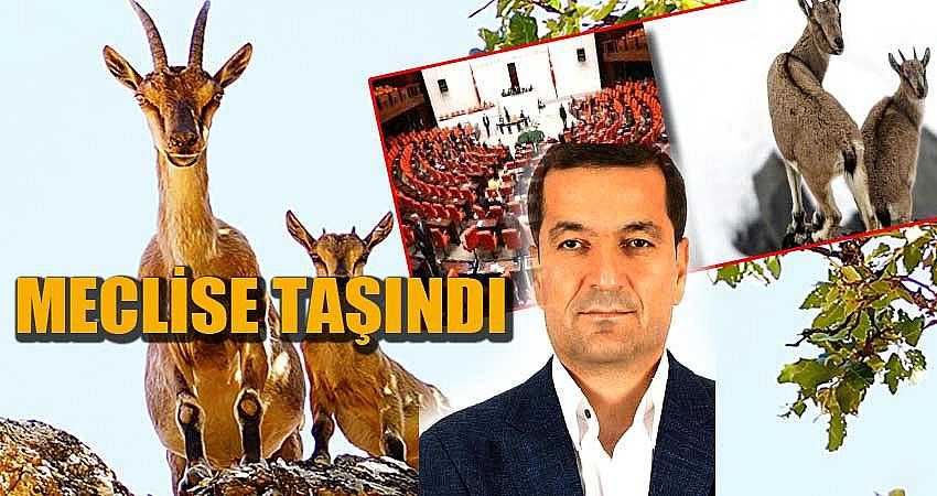 HAYVANLARI ÖLDÜRME İZNİ MECLİSE TAŞINDI