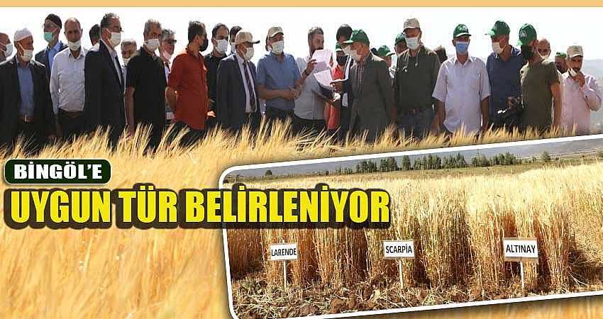 BİNGÖL’E EN UYGUN TÜR BELİRLENİYOR