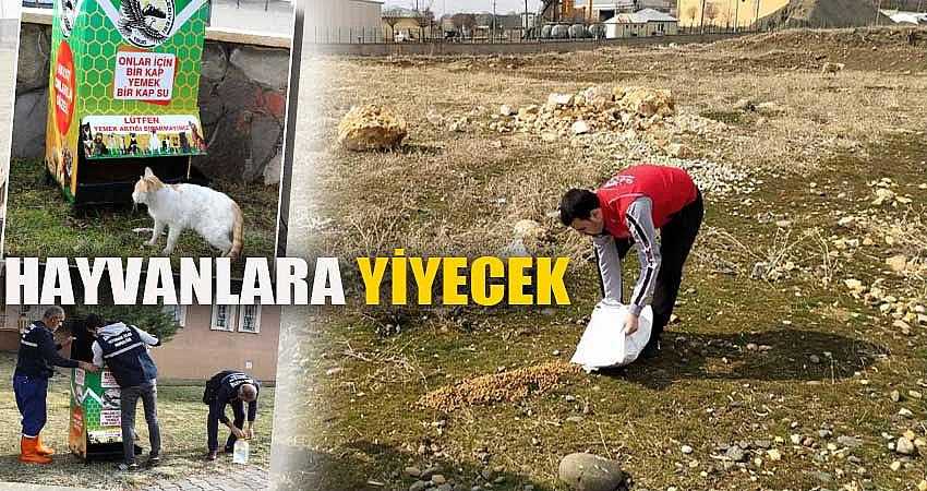 SOKAK HAYVANLARINA YİYECEK BIRAKILDI